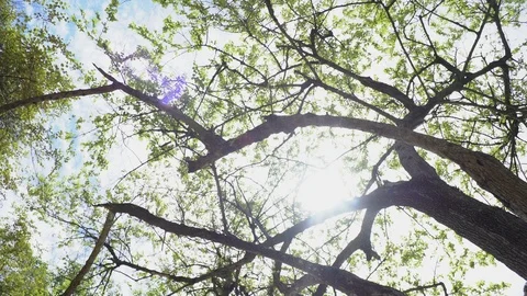Big old tree at Ayutthaya ancient temple Thailand Stock Footage 91016359
