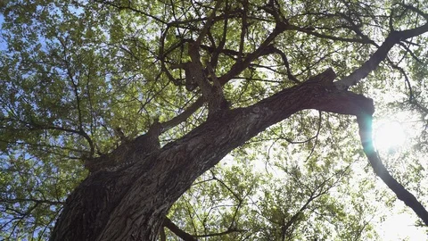 Big old tree at Ayutthaya ancient temple Thailand Stock Footage 91016595