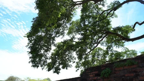 Big old tree at Ayutthaya ancient temple Thailand Stock Footage 91017260