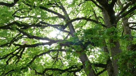 Big old tree branches with green leaf in the forest with a low angle view. Stock Footage 150600814