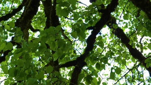 Big old tree branches with green leaf in the forest with a low angle view. Stock-Footage 150600893