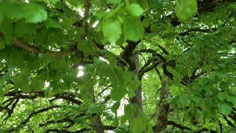 Big old tree branches with green leaf in the forest with a low angle view. Stock Footage 150600934