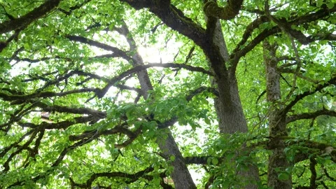 Big old tree branches with green leaf in the forest with a low angle view. Stock Footage 150600951