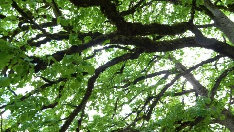 Big old tree branches with green leaf in the forest with a low angle view. Stock Footage 150600975