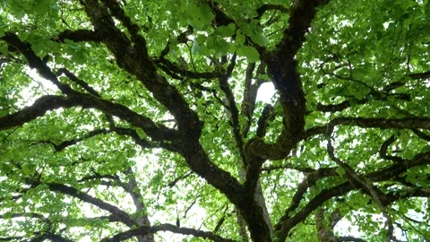 Big old tree branches with green leaf in the forest with a low angle view. Stock-Footage 150600976