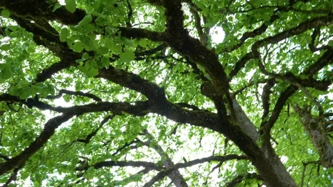 Big old tree branches with green leaf in the forest with a low angle view. Stock-Footage 150610173