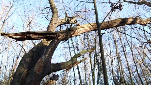 Big old tree with broken branch in the forest after the storm Stock Footage 123979602