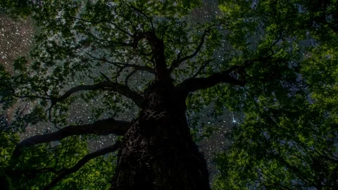 Big old tree canopy from below under a starry night sky and Milky Way Galaxy Stock Footage 347864951