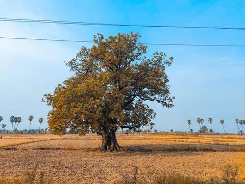 Big old tree in the field Foto stock
