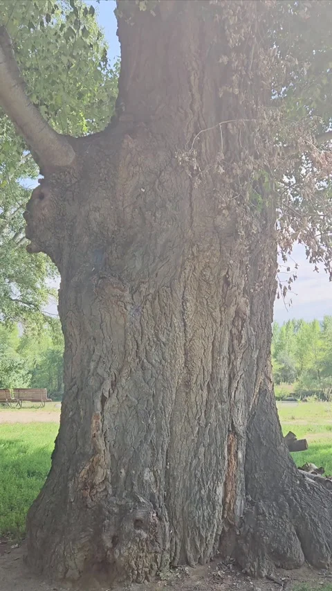 Big old tree in the field with sunlight. Close-up of big tree. Stock Footage 281555021
