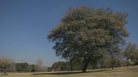 Big old tree Stock Footage 92533796