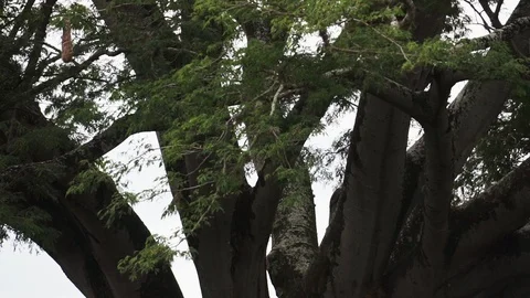Big old Tree Stock Footage 102408864