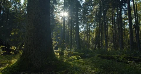 Big old tree in green dark magical forest sun shining between trees in morning Stock Footage 119759900