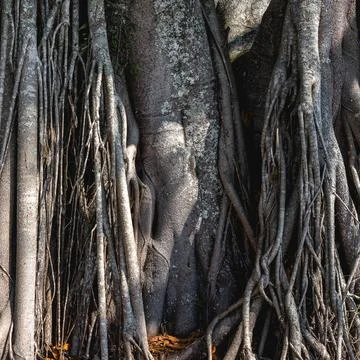 A big old tree with a lot of roots, in the Oriental Garden in Rebeirao Pires Stock Photos