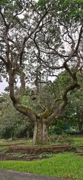 A big old tree with many branches at Tanjungpura University Stock Photos