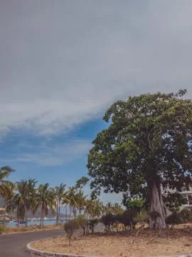 Big old tree in modern comfortable village near sea and palms under blue sea Stock Photos