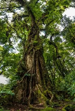 Big old tree in Monteverde forest Stock Photos