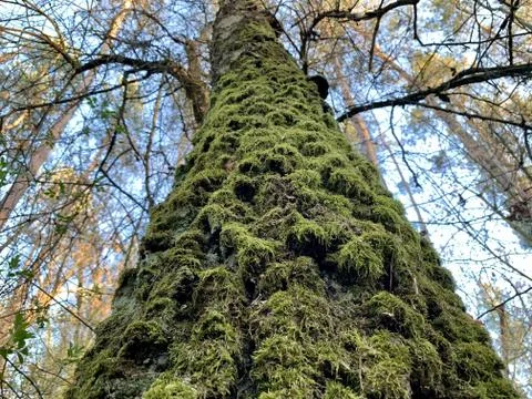 Big old tree with moss. Moss grows on a high tree trunk in the forest. Powerf Stock Photos
