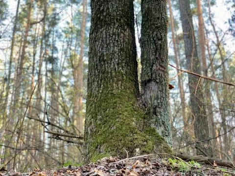 Big old tree with moss. Moss grows on a high tree trunk in the forest. Powerf Stock Photos