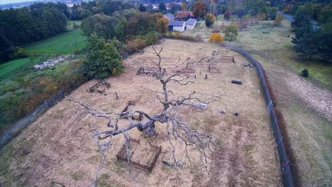 Big old tree over an old graveyard Stock Footage 81279372