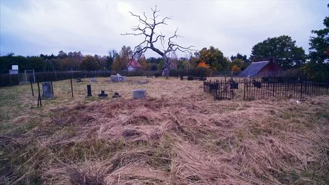 Big old tree over an old graveyard in a cloudy day Stock Footage 81386041
