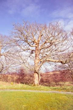 Big old tree in a park Stock Photos