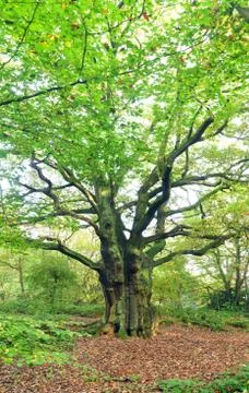 Big old tree Stock Photos