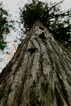 Big old tree Stock Photos