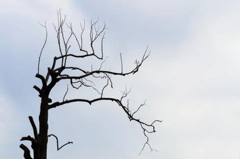 Big old tree Foto stock