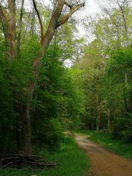 Big  old  tree Stock Photos