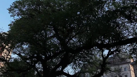 Big old tree in quarter with amazing buildings of city. Beautiful architecture Stock Footage 98553445