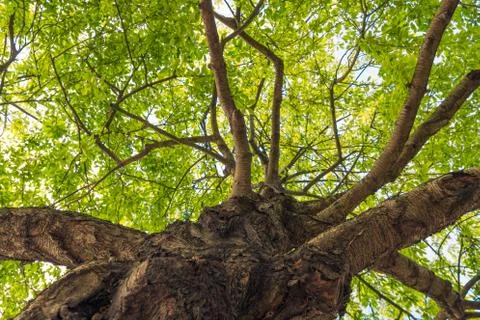 Big old tree by the river Thames path Stock Photos
