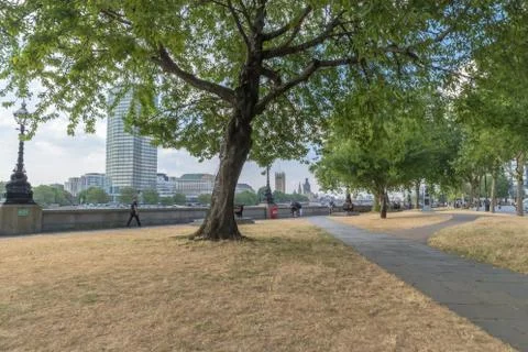 Big old tree by the river Thames path Stock Photos