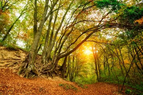 Big old tree roots int the autumn forest Stock-Fotos