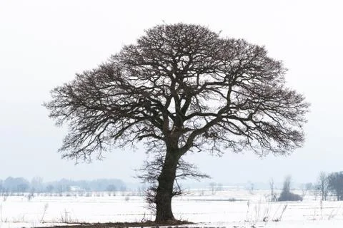 Big old tree silhouette Stock Photos