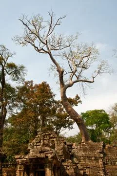 Big old tree in Ta Prohm Temple Stock Photos