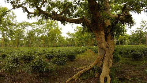 Big old tree on tea plantation far many pickers work Assam Stock Footage 98756496