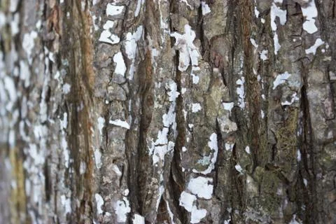 Big old tree texured bark Stock Photos