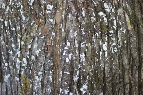 Big old tree texured bark Stock Photos