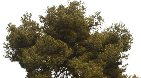 Big Old Tree Top To Bottom Stock Footage 50221486