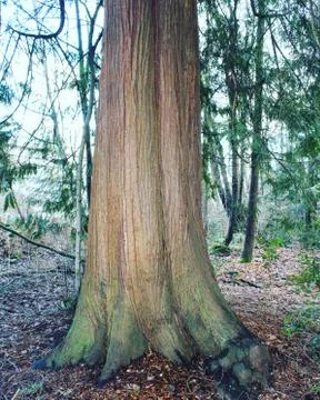 Big old tree trunk base Stock Photos