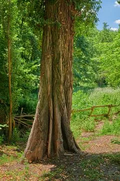 Big old tree trunk in a forest. Remote woodland in spring with green grass Stock Photos
