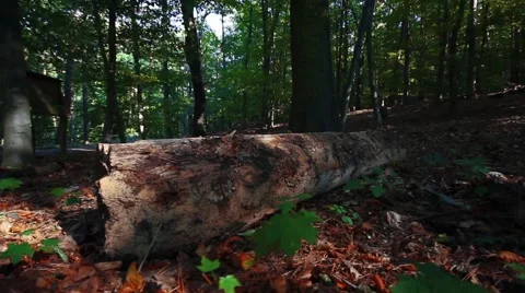 Big old tree trunk lies in the forest Video stock 42009581