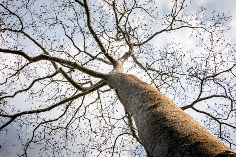 Big old tree without leaf on branches Stock Photos
