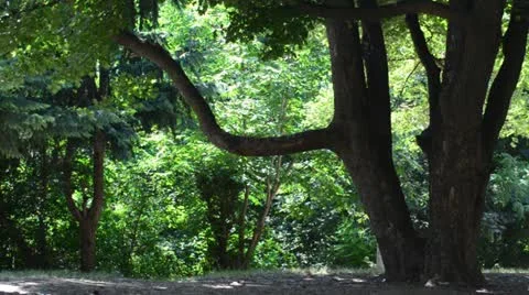 Big Old Tree in Zvezdara Forest Belgrade - Archival 2012 Nature Scene Stock Footage 11297845