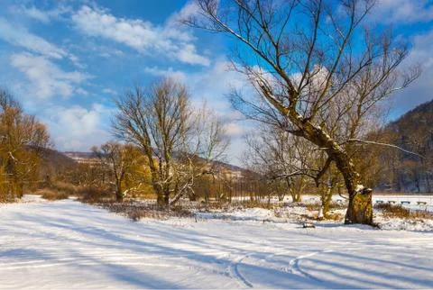 Big old trees in winter forest . Stock Photos