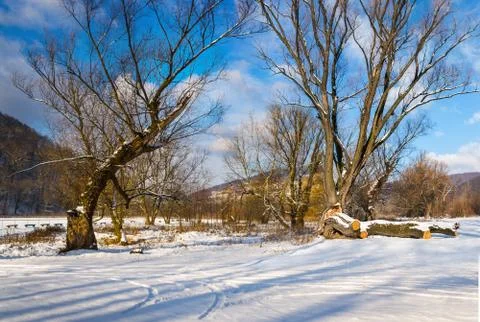 Big old trees in winter forest Stock Photos