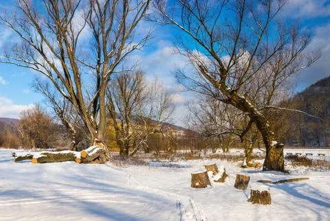 Big old trees in winter forest Stock Photos