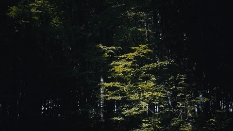 Big old trees in wonderful summer's forest with stunning green nature. Outdoors Stock Footage 95934064