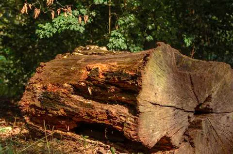 Big old trunk Stock Photos